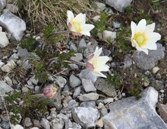 Anemonoides baldensis