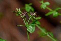 Galium aschenbornii