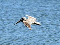Pelecanus occidentalis
