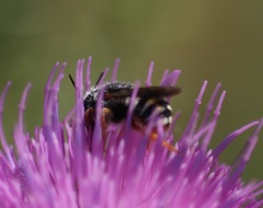 Pseudoanthidium tenellum