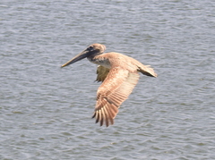 Pelecanus occidentalis