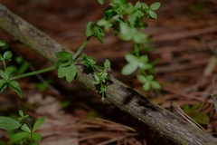 Galium aschenbornii