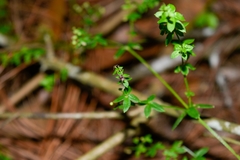 Galium aschenbornii