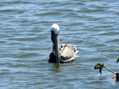 Pelecanus occidentalis