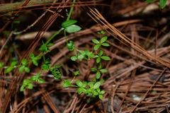 Galium aschenbornii