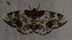 Abraxas sylvata