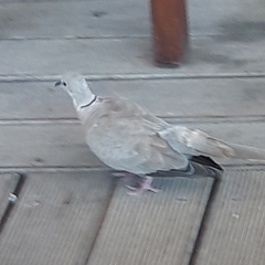 Streptopelia decaocto