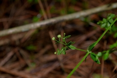 Galium aschenbornii