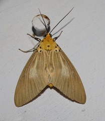 Asota canaraica
