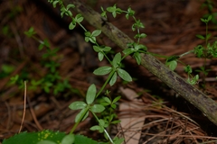 Galium aschenbornii