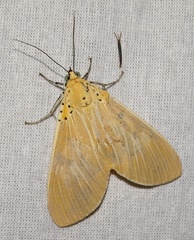 Asota producta