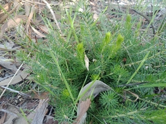 Adenanthos