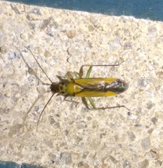 Orthotylus submarginatus