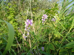 Vicia biennis