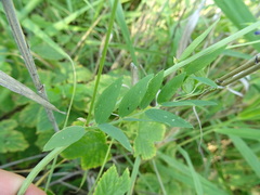 Vicia biennis