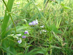 Vicia biennis
