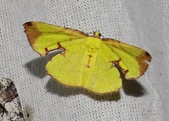Corymica arnearia