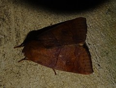 Calymera