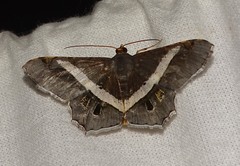 Chiasmia nora
