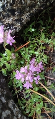 Thymus talijevii paucifolius