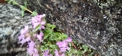 Thymus talijevii paucifolius