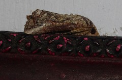 Hypocala deflorata