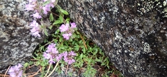 Thymus talijevii paucifolius