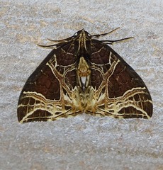 Ecliptopera rectilinea