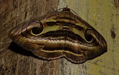 Spirama helicina