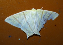 Ourapteryx sciticaudaria