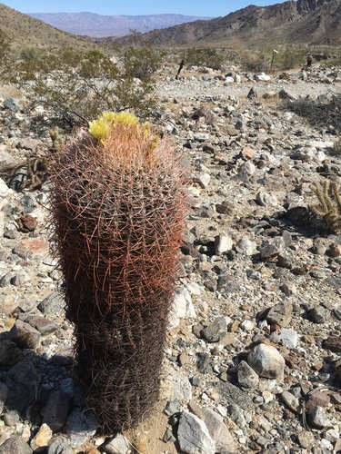 iNaturalist observation photo of California Barrel Cactus