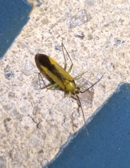 Orthotylus submarginatus