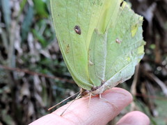 Anteos maerula