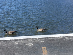 Branta canadensis
