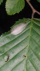 Phyllonorycter esperella