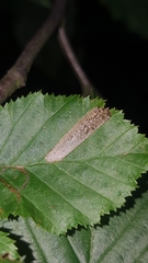 Phyllonorycter tenerella