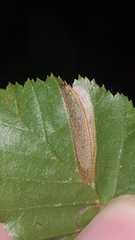 Phyllonorycter tenerella