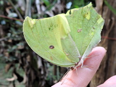 Anteos maerula