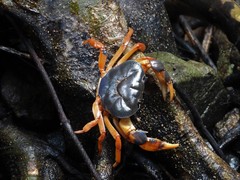 Demanietta khirikhan