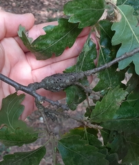 Pseudoneuroterus macropterus