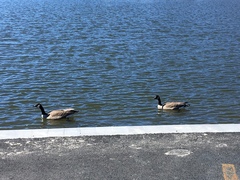 Branta canadensis