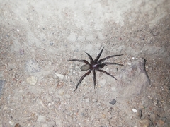 Segestria florentina