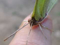 Anteos maerula