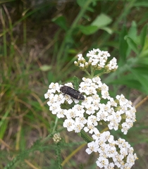Acmaeoderella flavofasciata flavofasciata