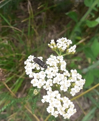 Acmaeoderella flavofasciata flavofasciata