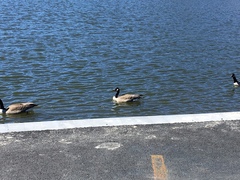 Branta canadensis