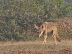 Canis lupus pallipes