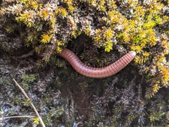 Pachyiulus hungaricus