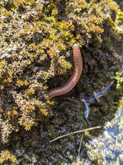 Pachyiulus hungaricus