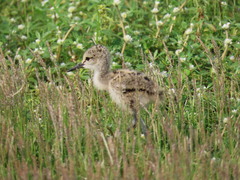Himantopus himantopus